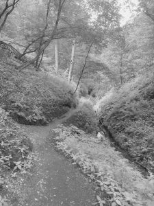 Ein Weg, der sich an einem Bach entlangschlängelt